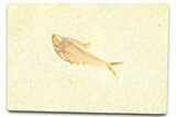 Detailed Fossil Fish (Diplomystus) - Wyoming #379311-1